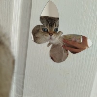 Scottish Fold, Kedi  Maviş fotoğrafı