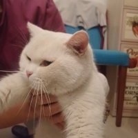 British Shorthair, Kedi  Pamuk fotoğrafı