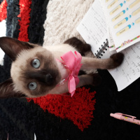 Siyam Kedisi, Kedi  Maya fotoğrafı
