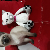Siyam Kedisi, Kedi  Maya fotoğrafı