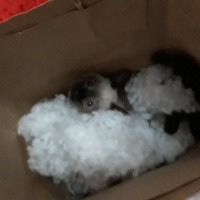 Siyam Kedisi, Kedi  Maya fotoğrafı