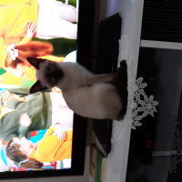 Siyam Kedisi, Kedi  Maya fotoğrafı