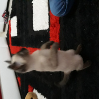 Siyam Kedisi, Kedi  Maya fotoğrafı