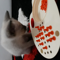 Siyam Kedisi, Kedi  Maya fotoğrafı