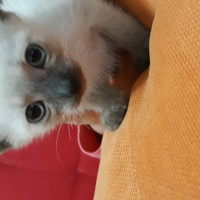 Siyam Kedisi, Kedi  Maya fotoğrafı