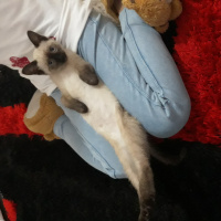Siyam Kedisi, Kedi  Maya fotoğrafı