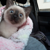 Siyam Kedisi, Kedi  Maya fotoğrafı