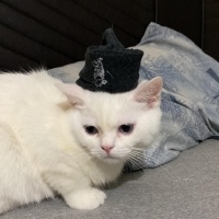 British Longhair, Kedi  Hacı Bayram fotoğrafı