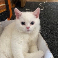 British Longhair, Kedi  Hacı Bayram fotoğrafı