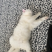 British Longhair, Kedi  Cesur fotoğrafı