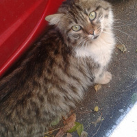 American Curl, Kedi  Sibirya fotoğrafı