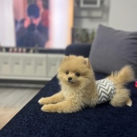 Pomeranyalı, Köpek  LATTE fotoğrafı