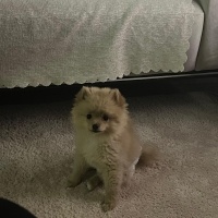 Pomeranyalı, Köpek  LATTE fotoğrafı