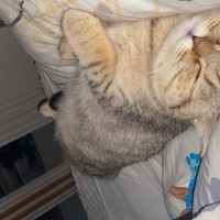 British Shorthair, Kedi  Bihter fotoğrafı