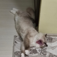 Ragdoll, Kedi  Gofret fotoğrafı