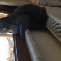 Scottish Fold, Kedi  Pufi fotoğrafı