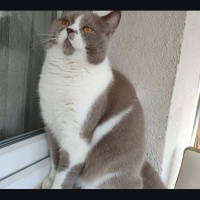 British Shorthair, Kedi  PAŞA fotoğrafı