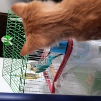 Tekir Kedi, Kedi  Gırgır fotoğrafı