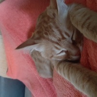 Tekir Kedi, Kedi  Gırgır fotoğrafı