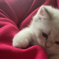 British Shorthair, Kedi  Bulut fotoğrafı