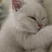 British Shorthair, Kedi  Bulut fotoğrafı