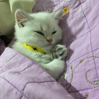 British Shorthair, Kedi  Bulut fotoğrafı