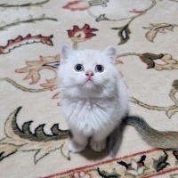 British Shorthair, Kedi  Bulut fotoğrafı