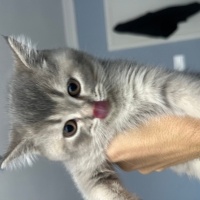 British Shorthair, Kedi  Noname fotoğrafı