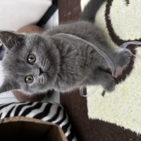British Shorthair, Kedi  Noname fotoğrafı