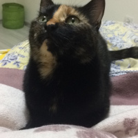 Bombay, Kedi  Harley fotoğrafı