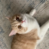 British Shorthair, Kedi  Ceviz fotoğrafı