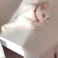Ankara Kedisi, Kedi  Mişa fotoğrafı