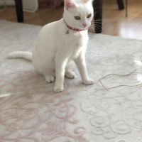 Ankara Kedisi, Kedi  Mişa fotoğrafı