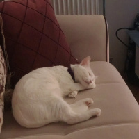 Ankara Kedisi, Kedi  Mişa fotoğrafı