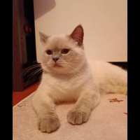 Brazilian Shorthair, Kedi  Pars fotoğrafı