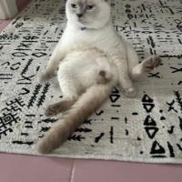 Brazilian Shorthair, Kedi  Pars fotoğrafı