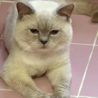 Brazilian Shorthair, Kedi  Pars fotoğrafı