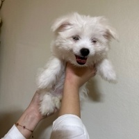 Maltese, Köpek  Adı yok fotoğrafı