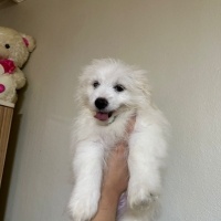 Maltese, Köpek  Adı yok fotoğrafı