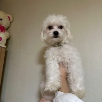 Maltese, Köpek  Adı yok fotoğrafı
