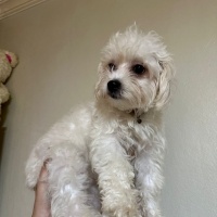 Maltese, Köpek  Adı yok fotoğrafı