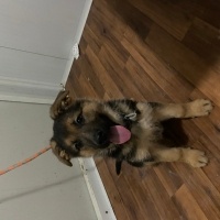 Alman Çoban Köpeği, Köpek  Tarçın fotoğrafı