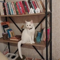 Mavi Rus, Kedi  Sütlaç fotoğrafı