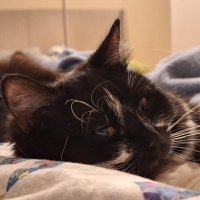 Tekir Kedi, Kedi  Pakize fotoğrafı