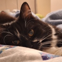 Tekir Kedi, Kedi  Pakize fotoğrafı