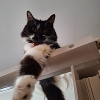 Tekir Kedi, Kedi  Pakize fotoğrafı