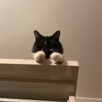 Tekir Kedi, Kedi  Pakize fotoğrafı