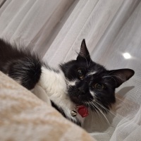 Tekir Kedi, Kedi  Pakize fotoğrafı