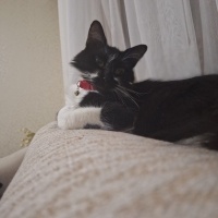 Tekir Kedi, Kedi  Pakize fotoğrafı