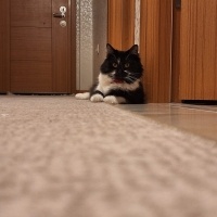 Tekir Kedi, Kedi  Pakize fotoğrafı
